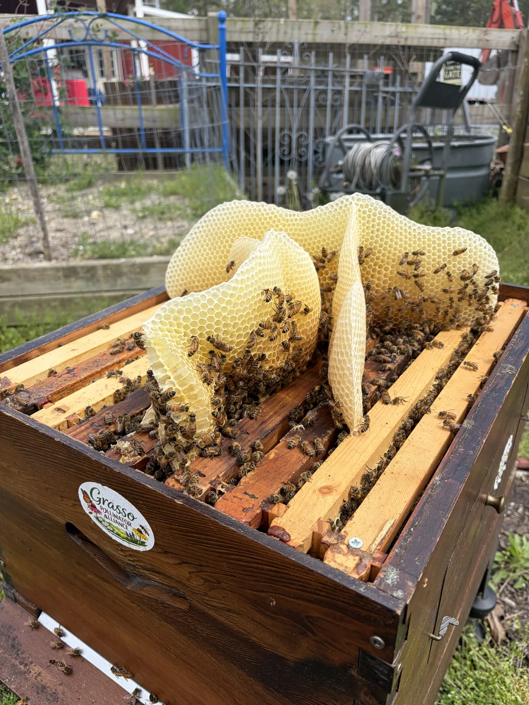 An open Grasso Pollinator Alliance beehive with natural comb
