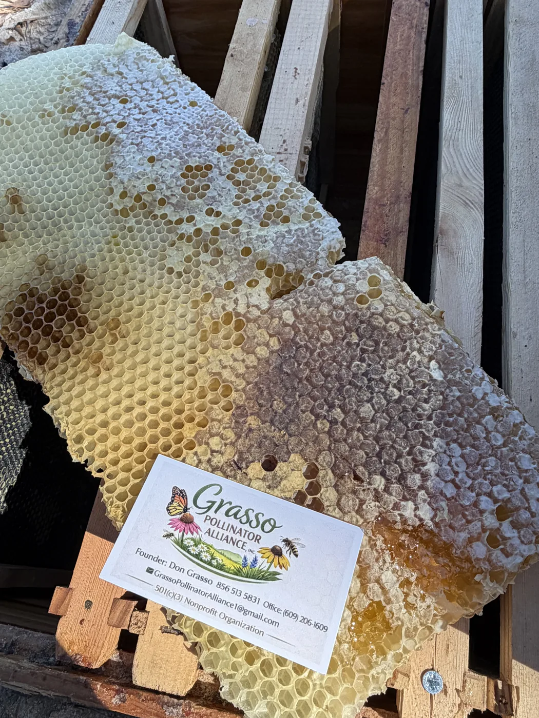 A frame of natural honeycomb from the apiary beside the Grasso Pollinator Alliance sign