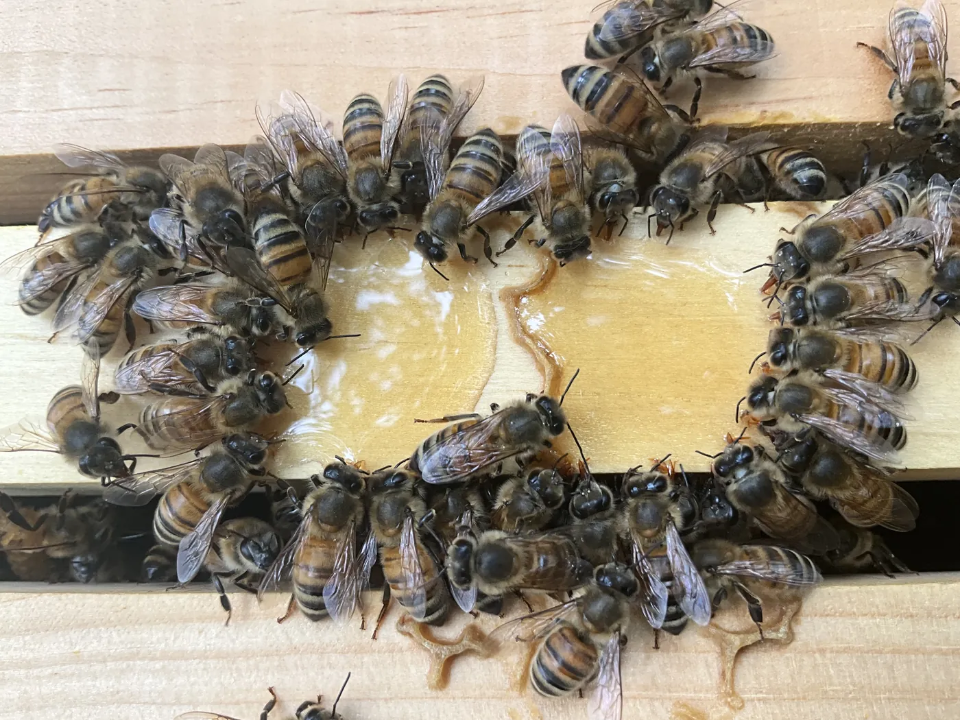 Honeybees from the Grasso Pollinator Alliance apiary crowded around spilled honey on the wooden frame tops of an open hive