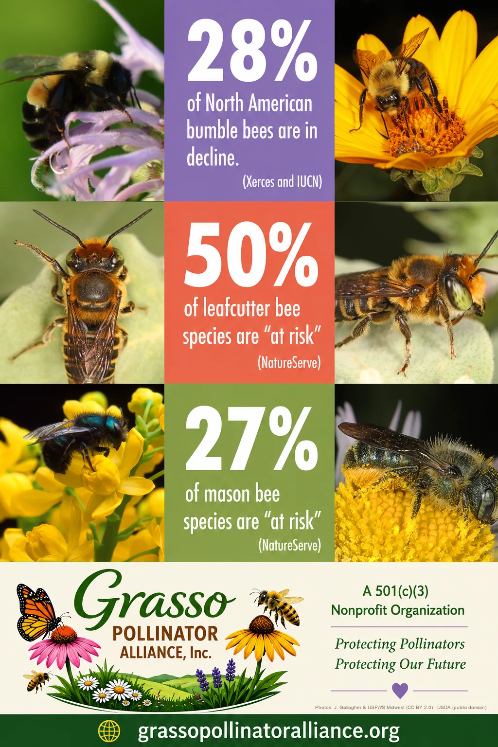 Bee decline by the numbers: 28 percent of North American bumble bees in decline, 50 percent of leafcutter bee species at risk, 27 percent of mason bee species at risk
