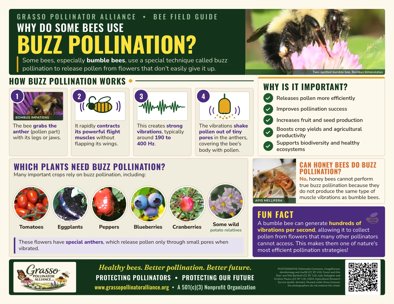 Why do some bees use buzz pollination: bumble bees vibrate their flight muscles at 190 to 400 hertz to shake pollen out of anthers that do not release it freely, which tomatoes, eggplants, peppers, blueberries, cranberries and wild potato relatives depend on; honey bees cannot do it