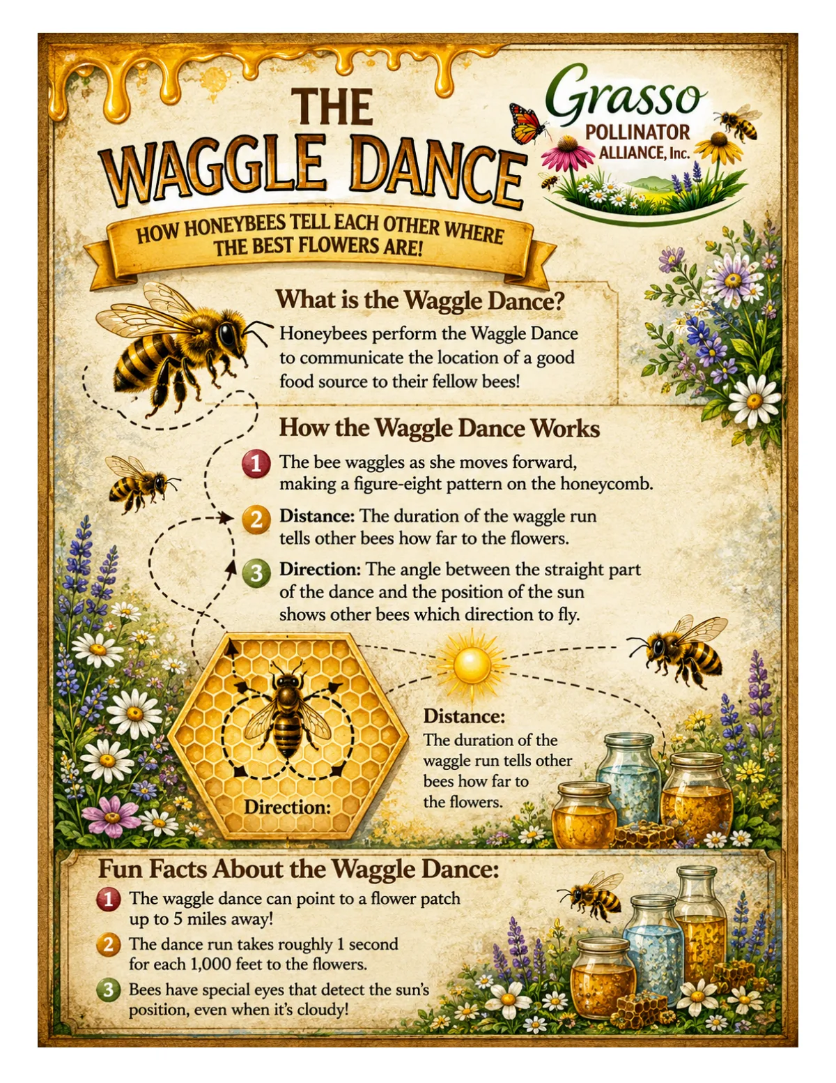 The Waggle Dance: how honey bees tell the hive where to find flowers