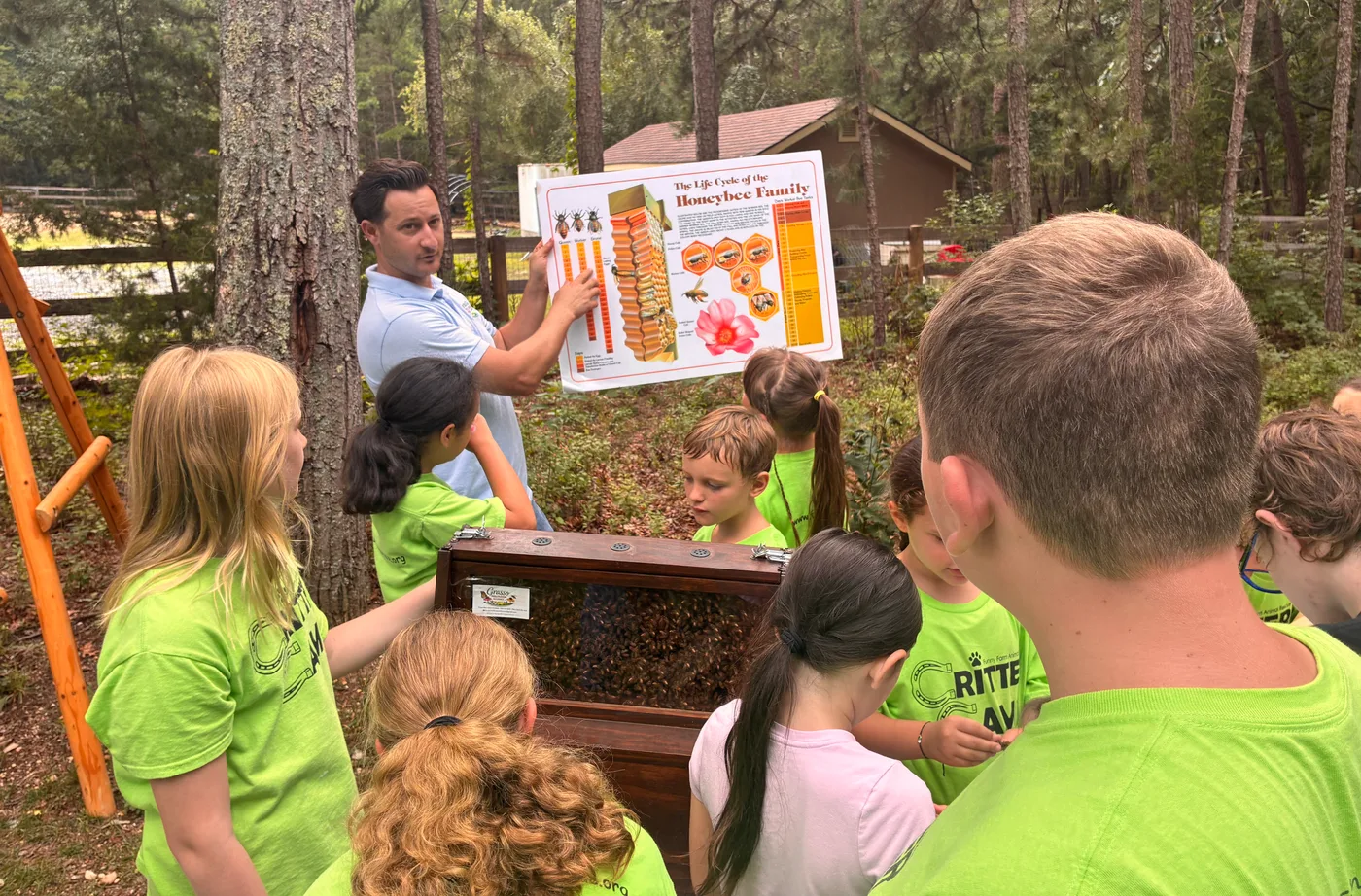 Campers gathered at the native bees display board set up against the trees