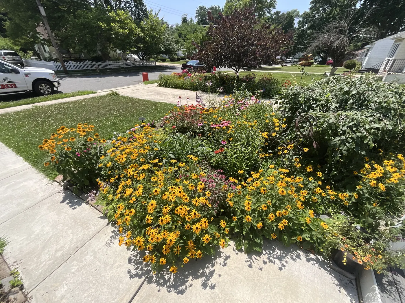A corner front-yard garden filled with black-eyed susans and coneflowers along the sidewalk