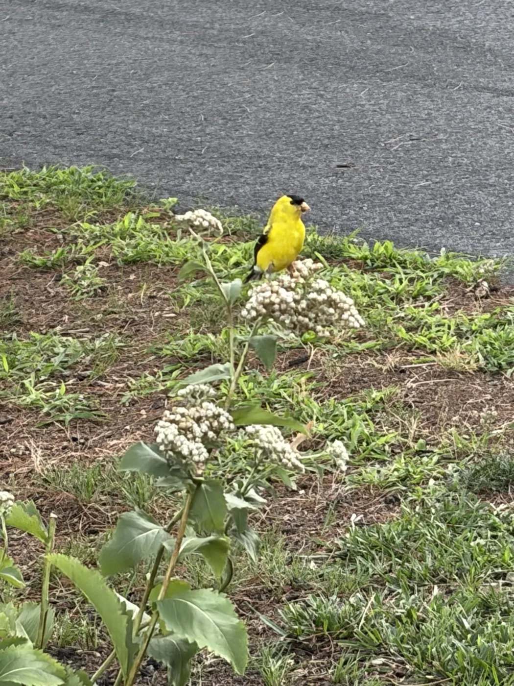 A bright yellow American goldfinch perched on white boneset flowers