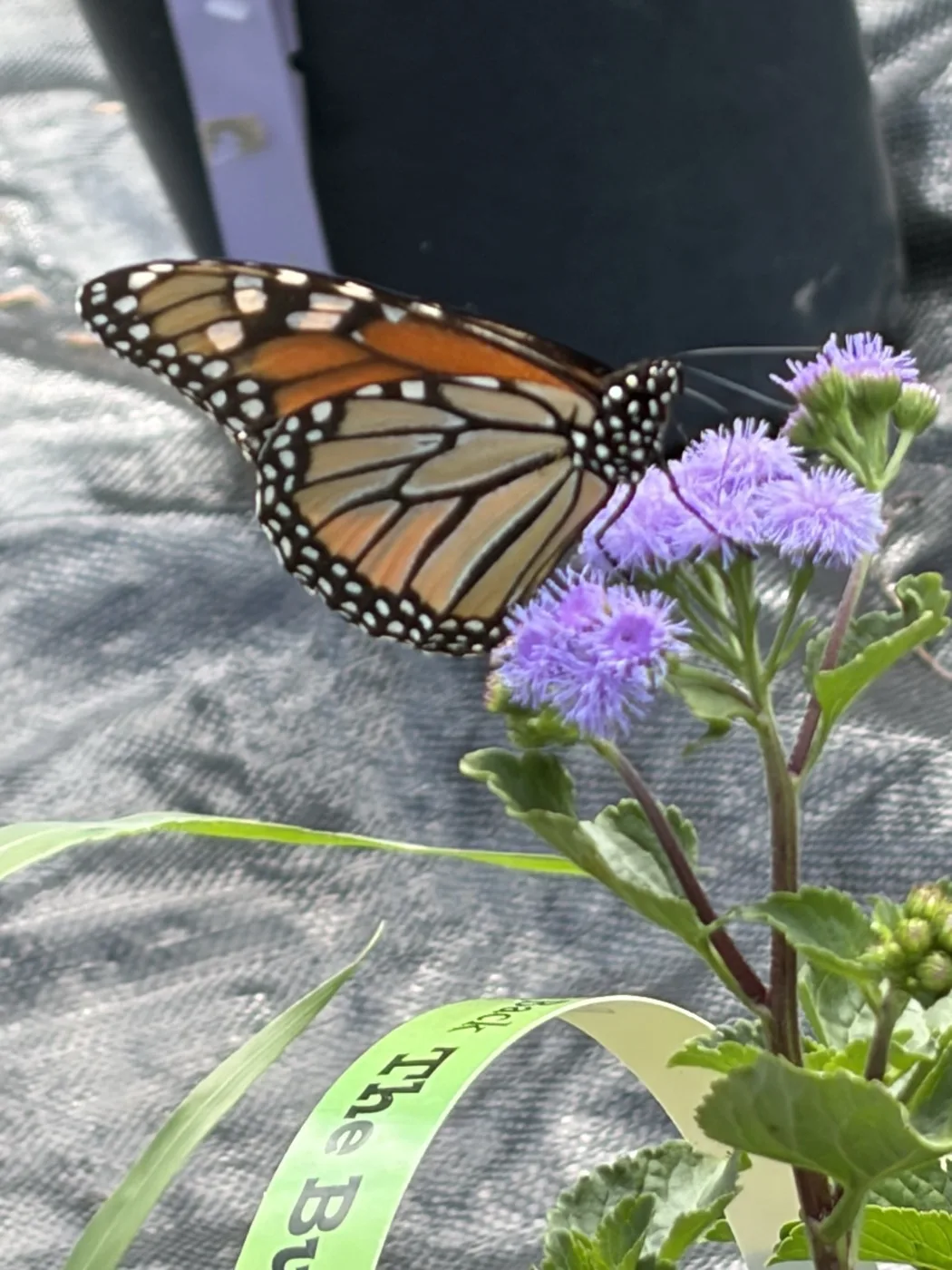 A monarch butterfly feeding on purple ageratum, also called blue mistflower