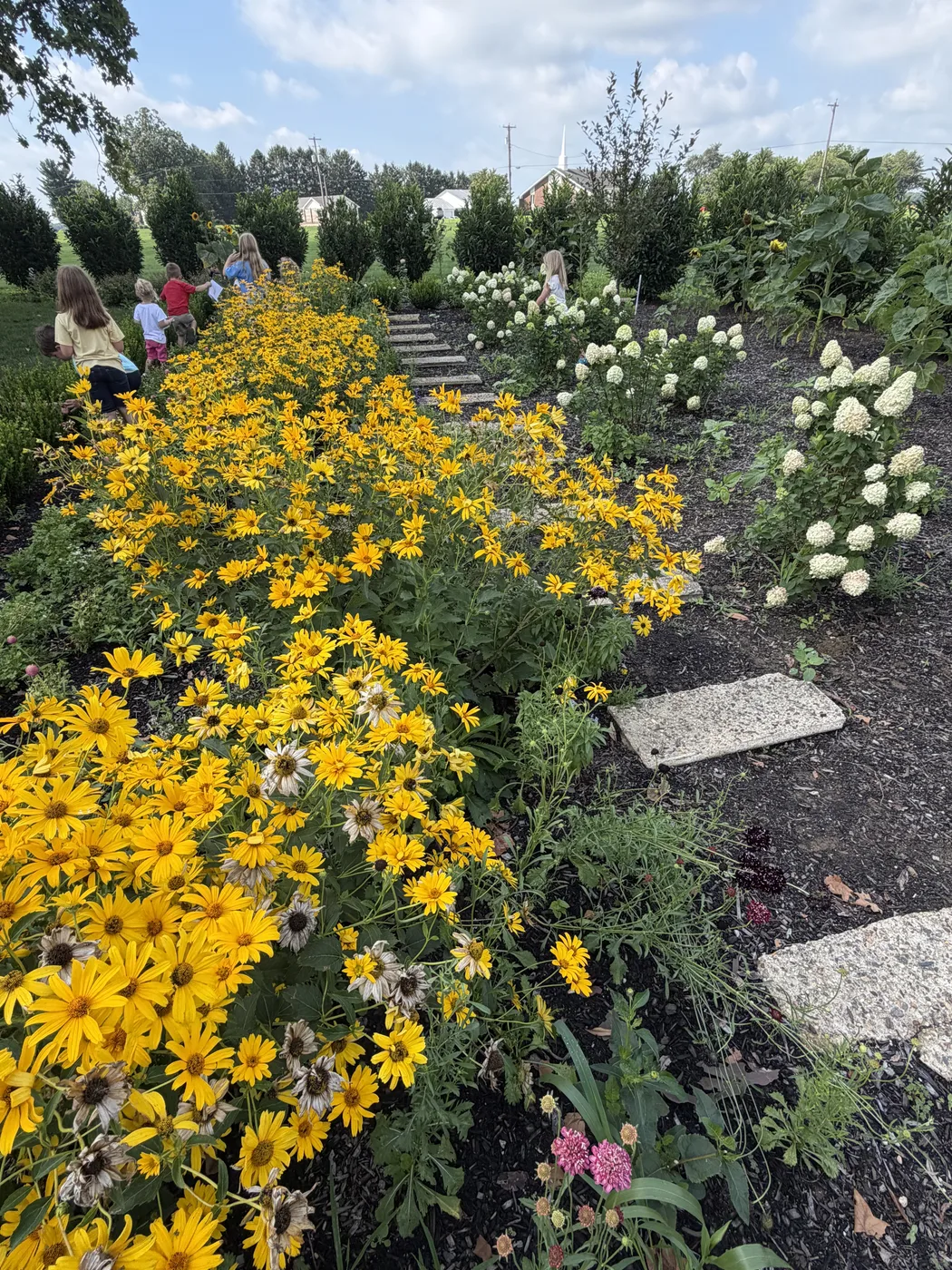 Black-eyed susans and white hydrangea along the garden path