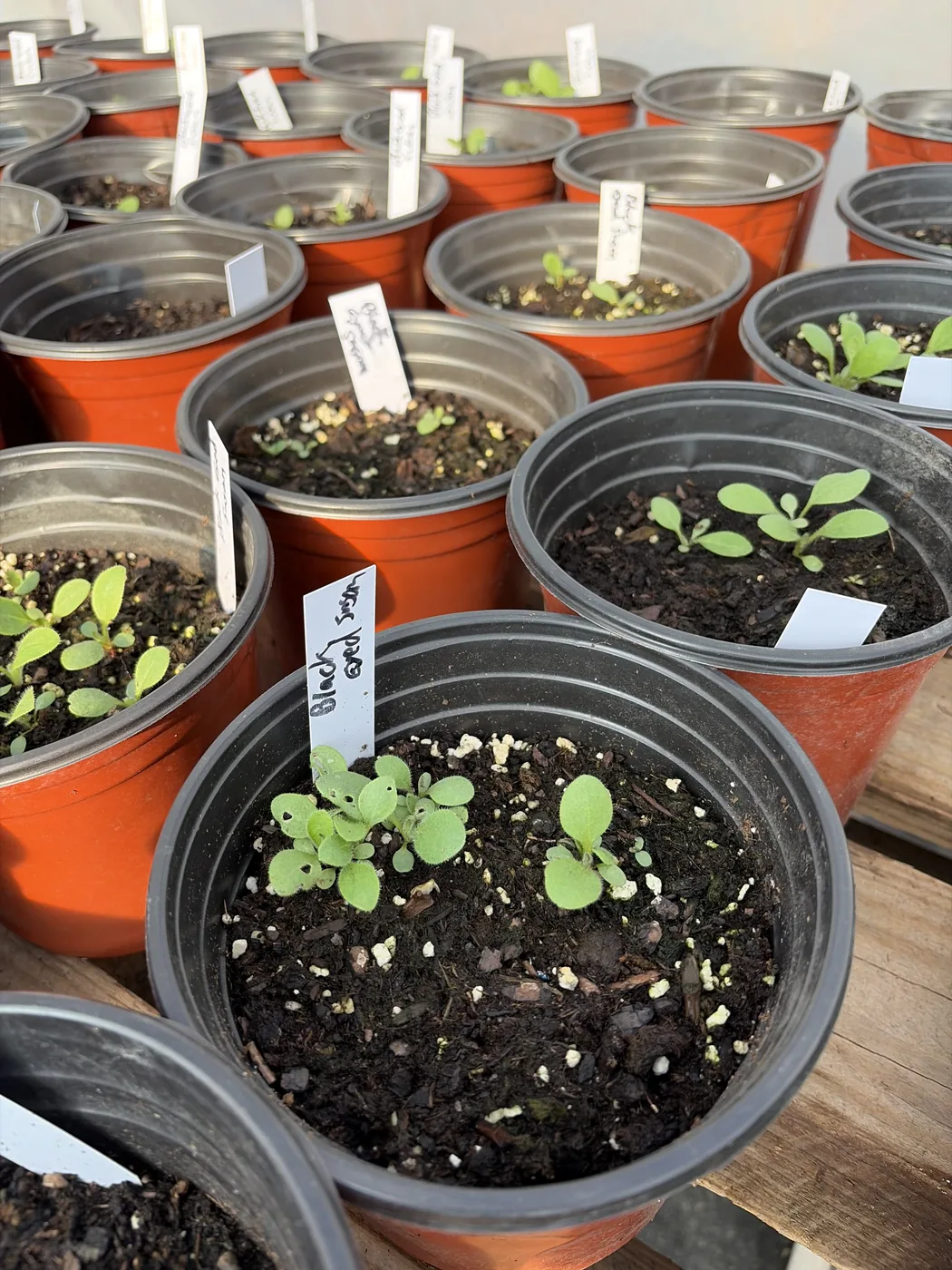Close-up of labeled native plant starts, including black-eyed Susan