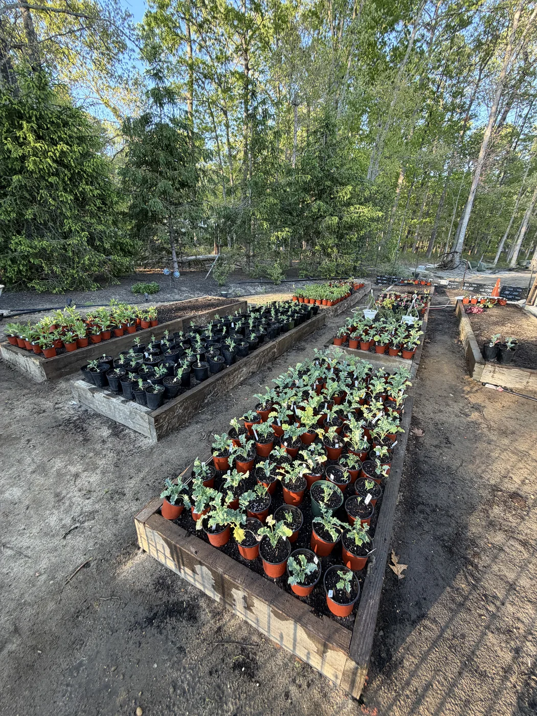 Raised garden beds full of potted pollinator plants outdoors