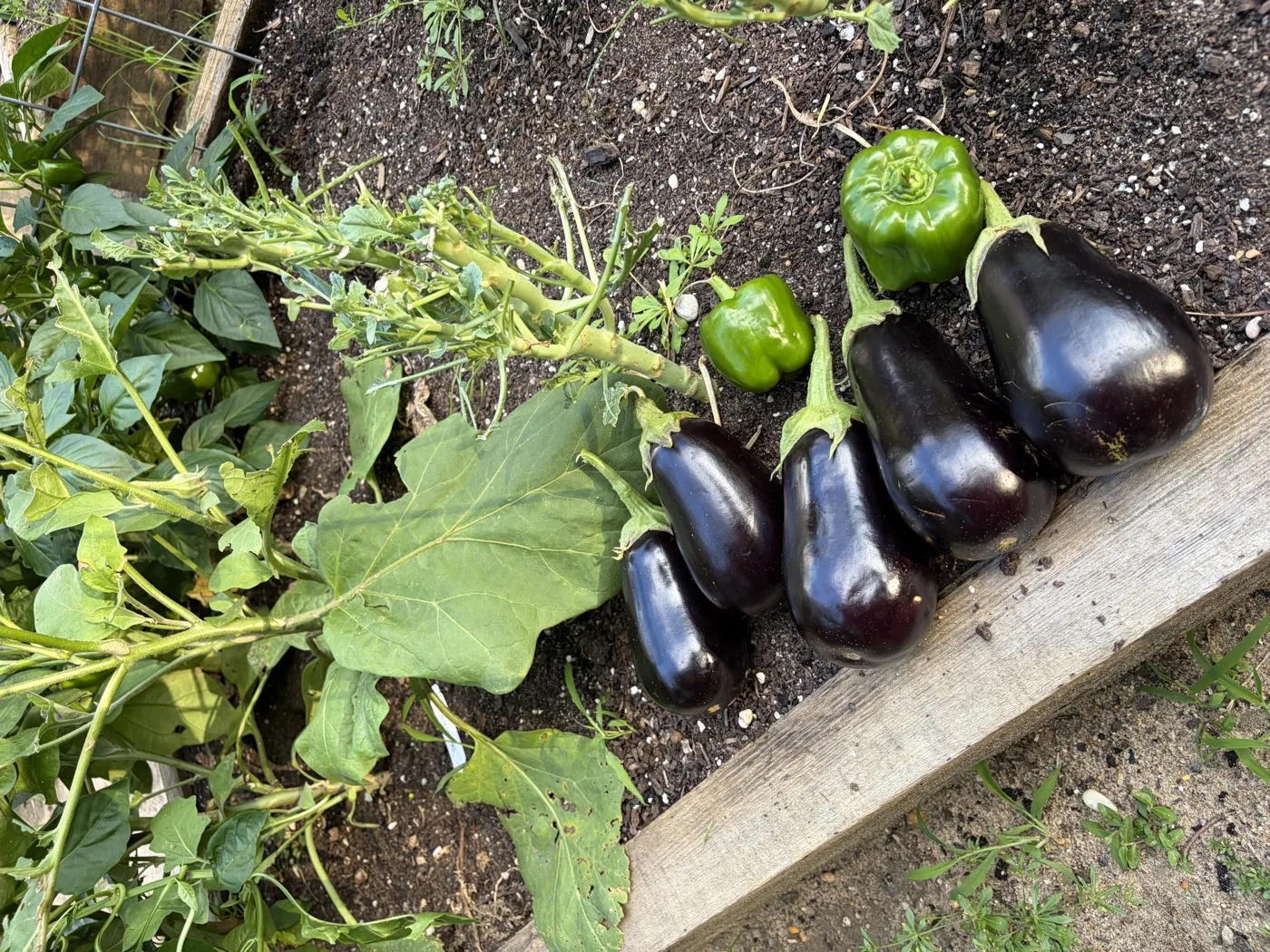 Freshly picked eggplants and peppers lined up on a raised garden bed