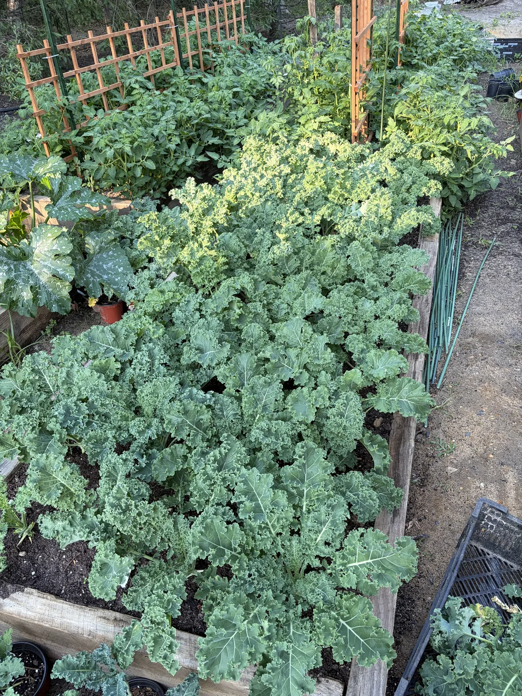 A dense row of curly kale filling a raised bed next to staked tomatoes