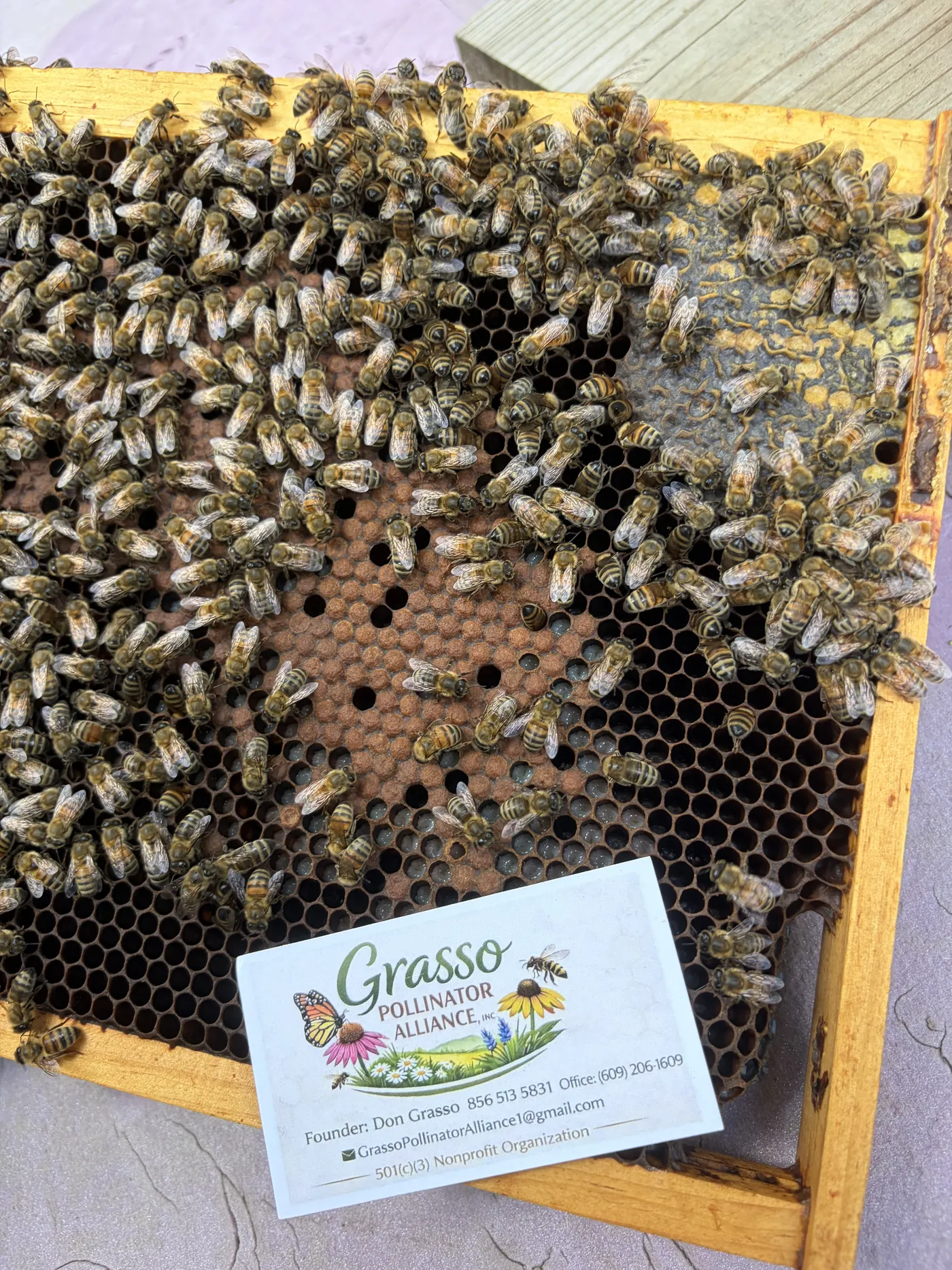 A Grasso Pollinator Alliance card resting on a bee-covered brood frame from the apiary