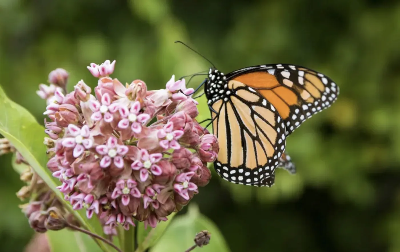 A monarch butterfly feeding on native milkweed, the only plant its caterpillars can eat