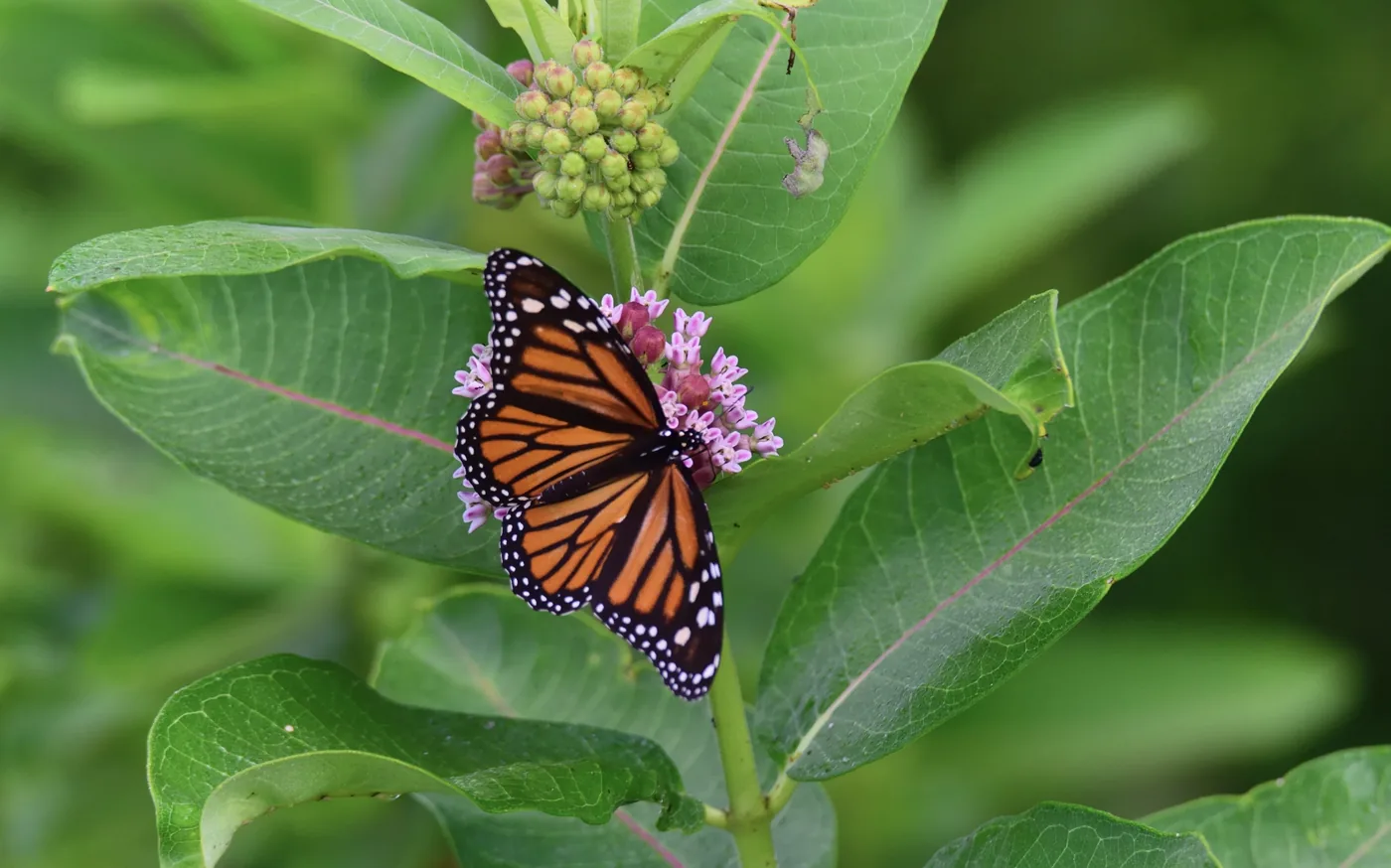 A monarch butterfly on native milkweed in a South Jersey pollinator garden