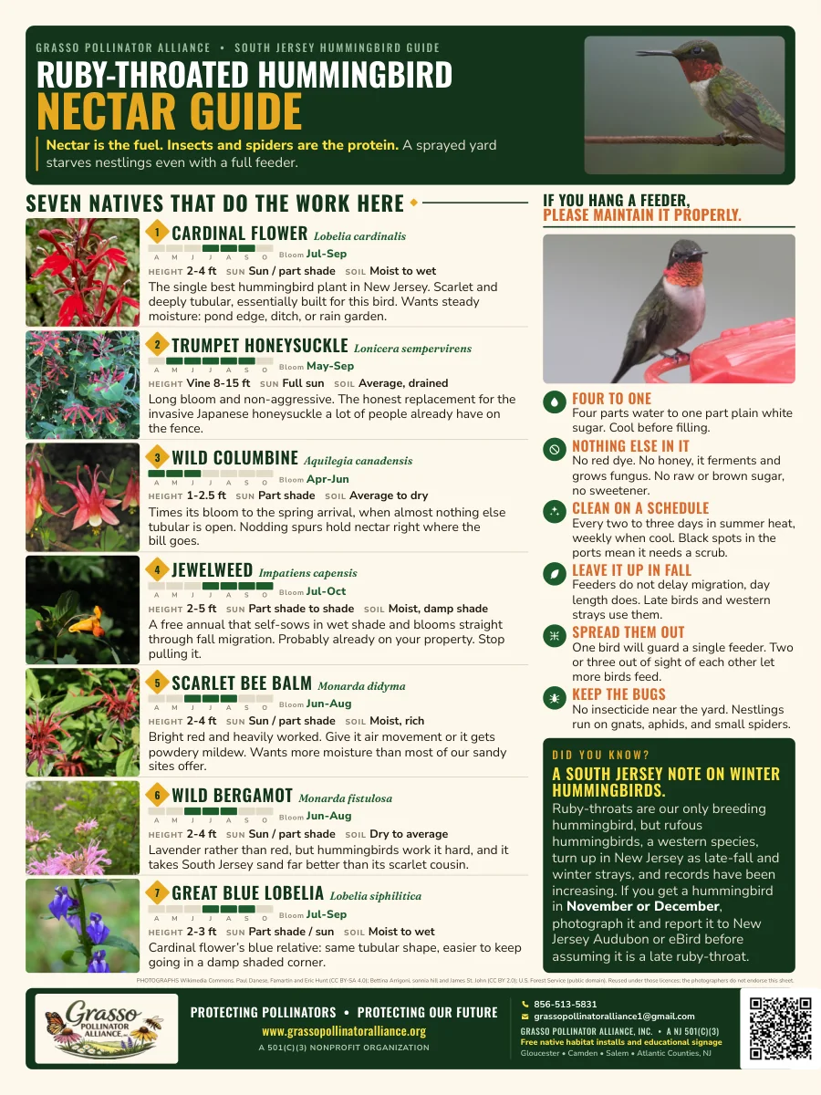 Ruby-throated Hummingbird Nectar Guide poster: seven native New Jersey plants that feed hummingbirds with bloom, height, sun and soil for each, feeder care rules, and a South Jersey note on winter hummingbirds