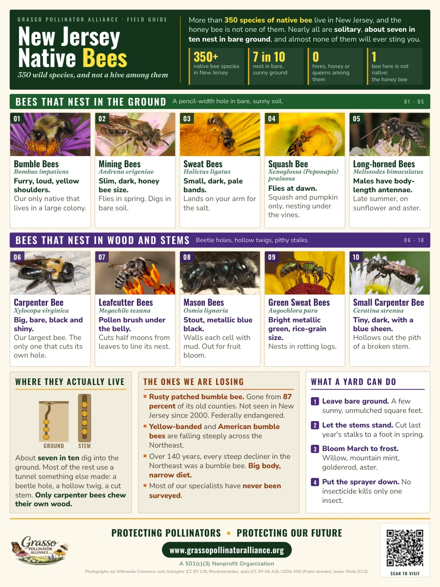 New Jersey Native Bees poster: the state's native bee groups with a real photograph, identification cue and nesting habit for each, where bees nest, which species are in trouble, and what to plant for them