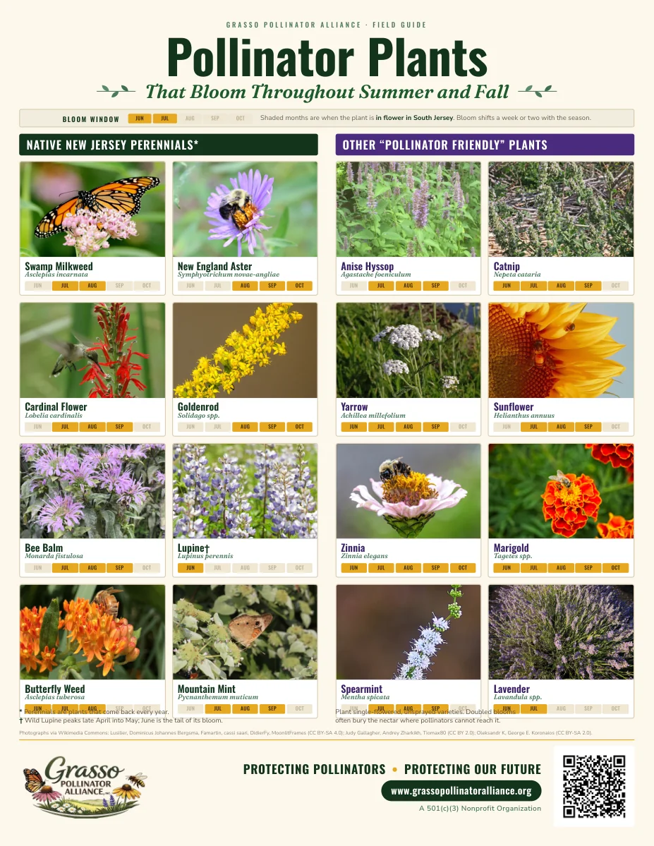 Pollinator Plants poster: sixteen summer and fall bloomers for South Jersey, eight native New Jersey perennials and eight other pollinator-friendly plants, each with a real photograph, botanical name and the months it flowers