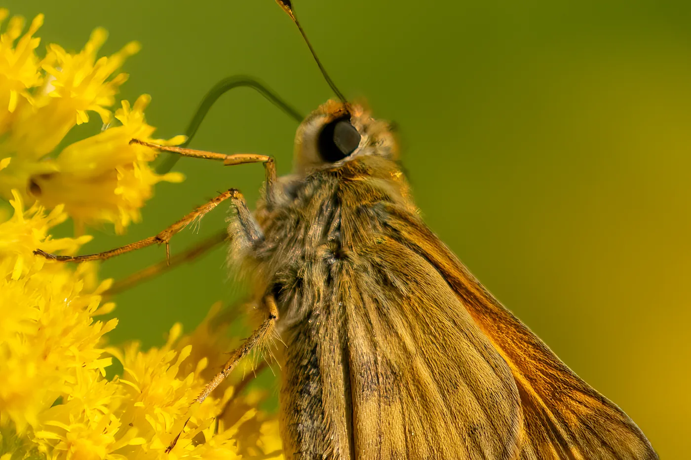 A sachem skipper up close on goldenrod, the skipper's hooked antennae in view