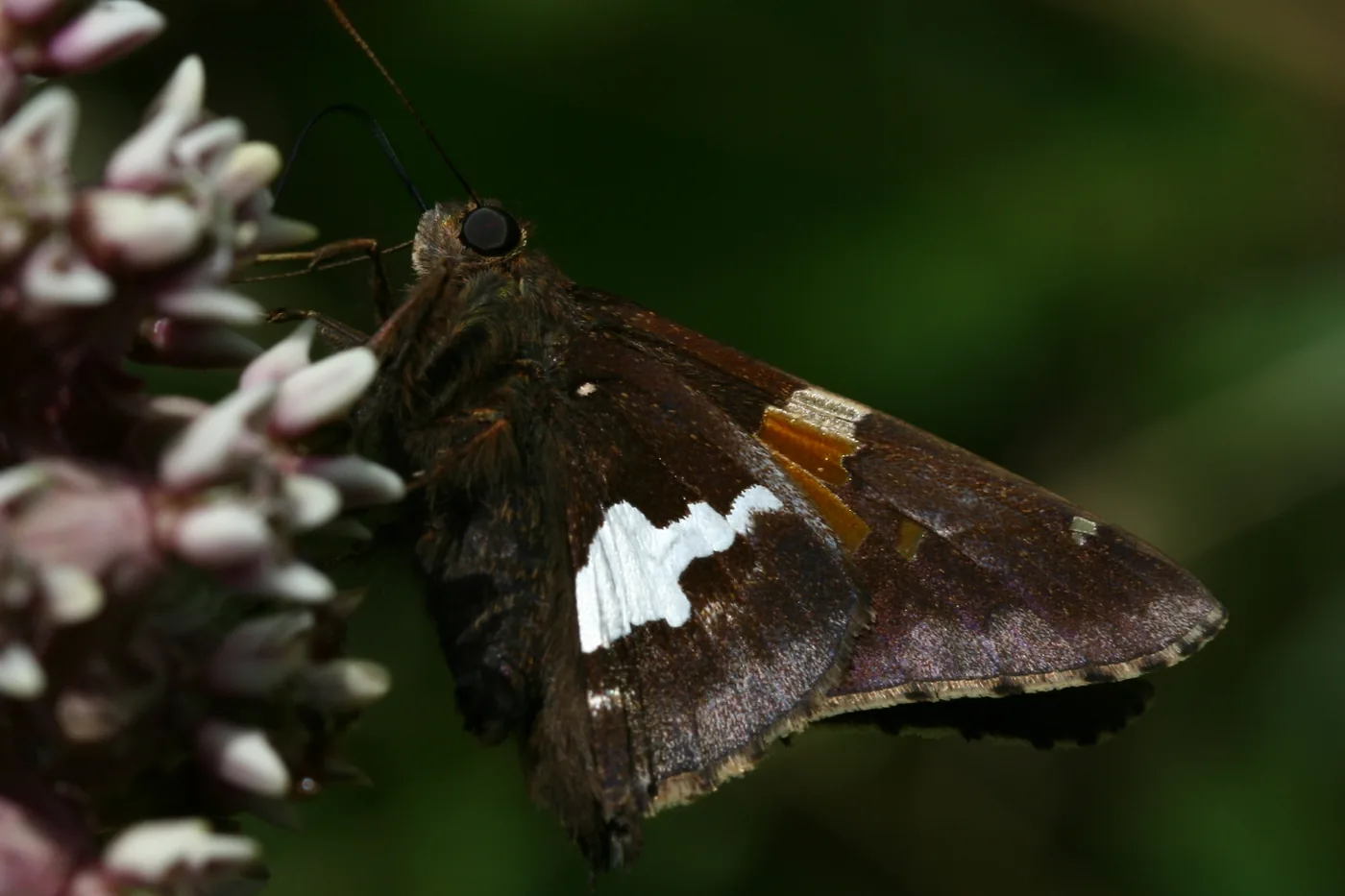 A silver-spotted skipper nectaring, the bold white wing patch clearly visible