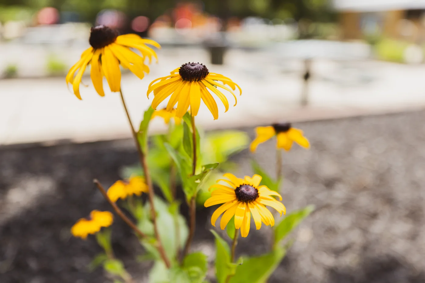 Black-eyed susans in bloom, close up, with the new beds soft in the background