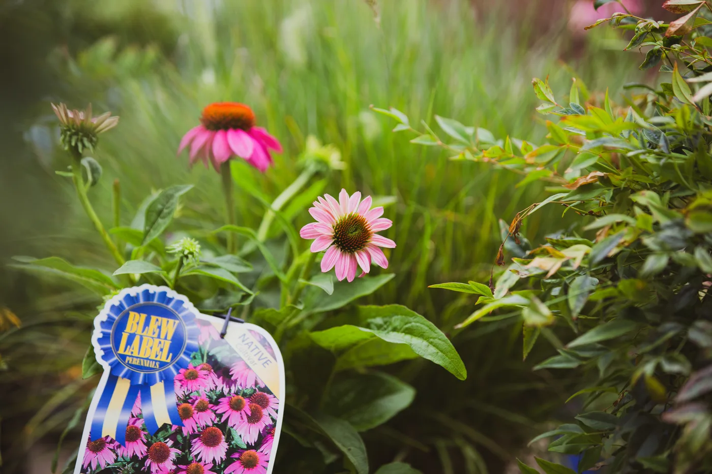 Pink coneflowers in bloom with a plant tag tucked in beside them