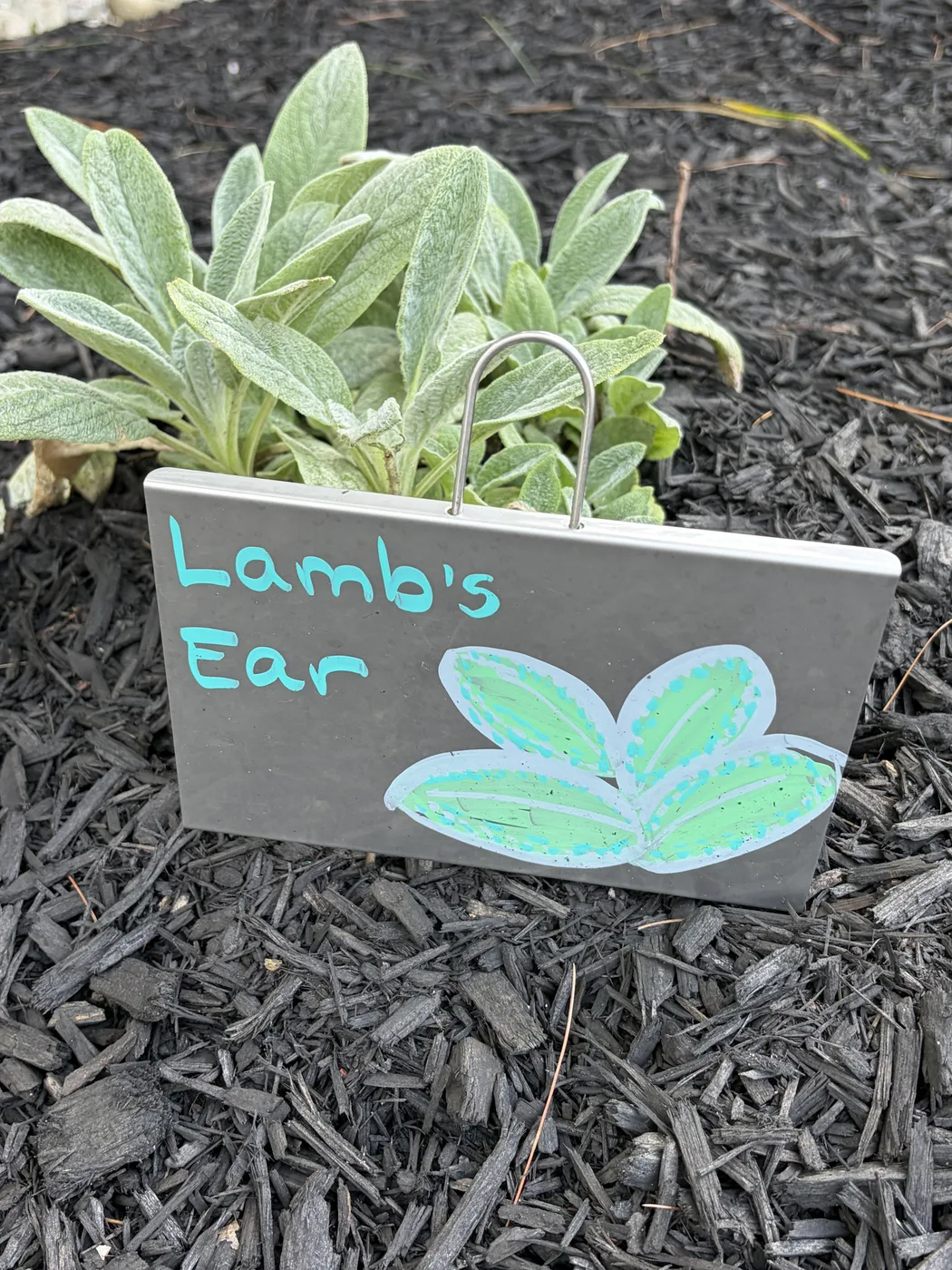 A hand-lettered plant marker reading Lamb's Ear, drawn with leaves, set in the mulch in front of the plant